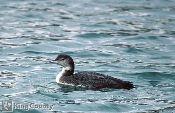 Photo of Common Loon - Gavia immer